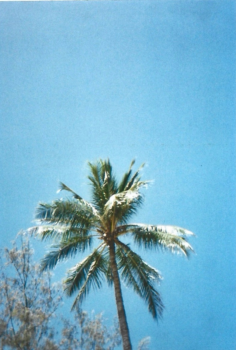 Film camera photo of a palmtree